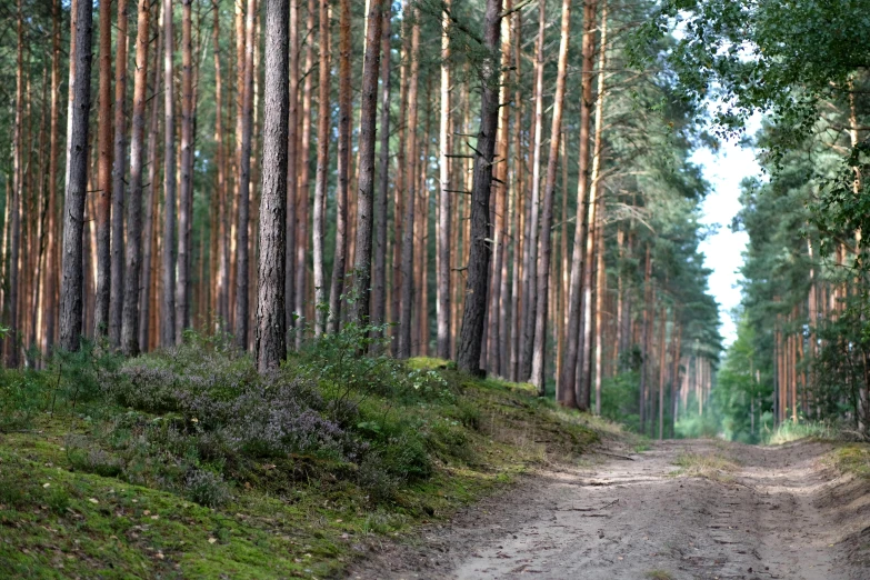 a dirt road winds through some pine trees