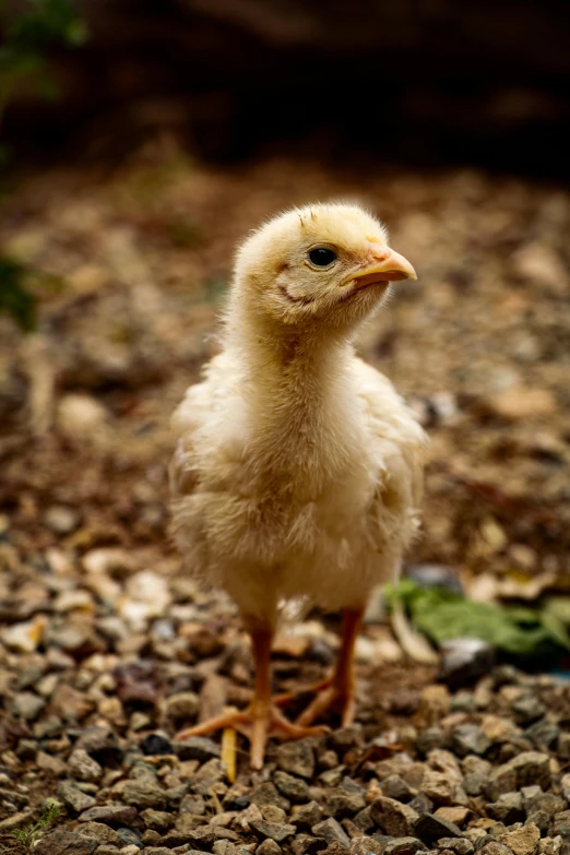 a small, yellow chicken is standing in the gravel