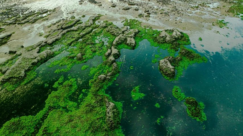 an aerial view of an island with green algae