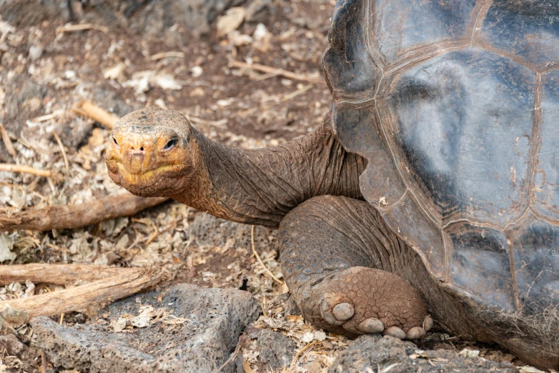 a large turtle laying on the ground