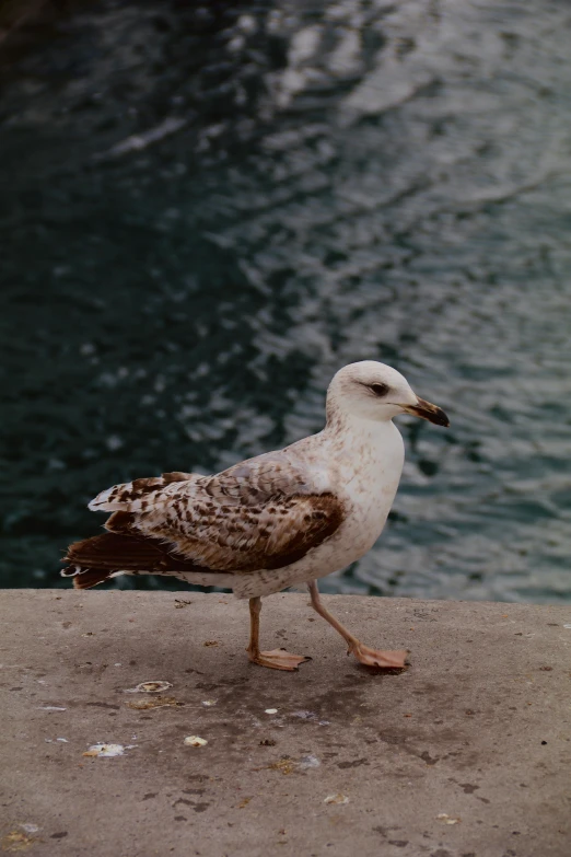 the small bird is standing near the water