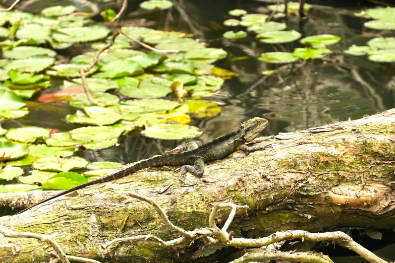 an lizard sitting on top of a fallen tree nch