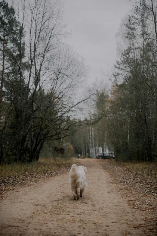 there is a white dog walking on a dirt road