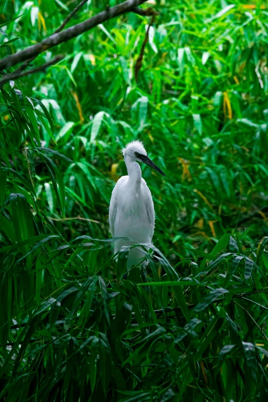 a bird sitting on top of a tree near lush green plants