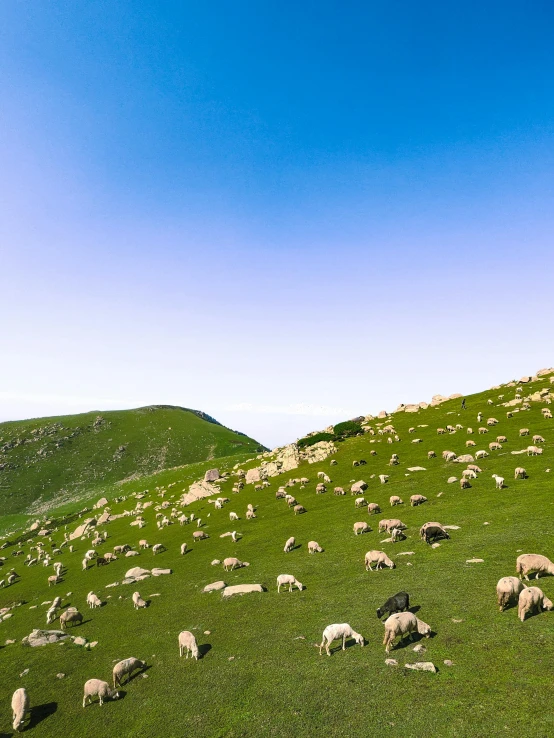 a number of sheep on a field of grass