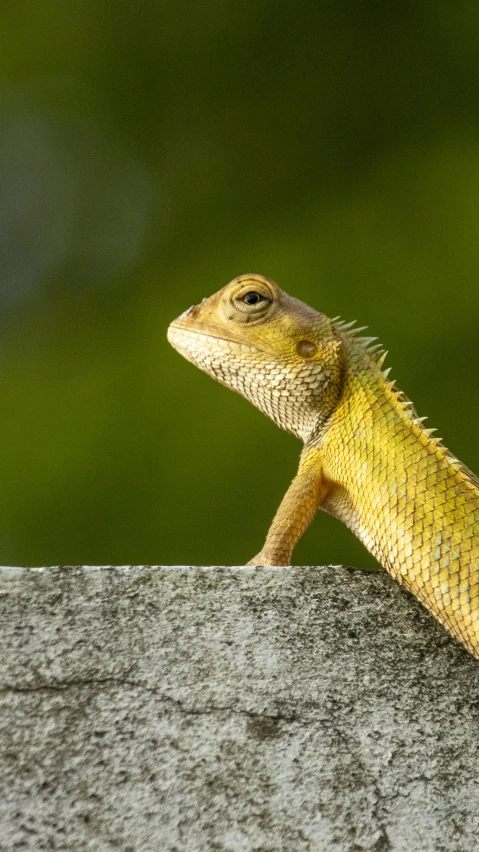 a large lizard that is sitting on a ledge