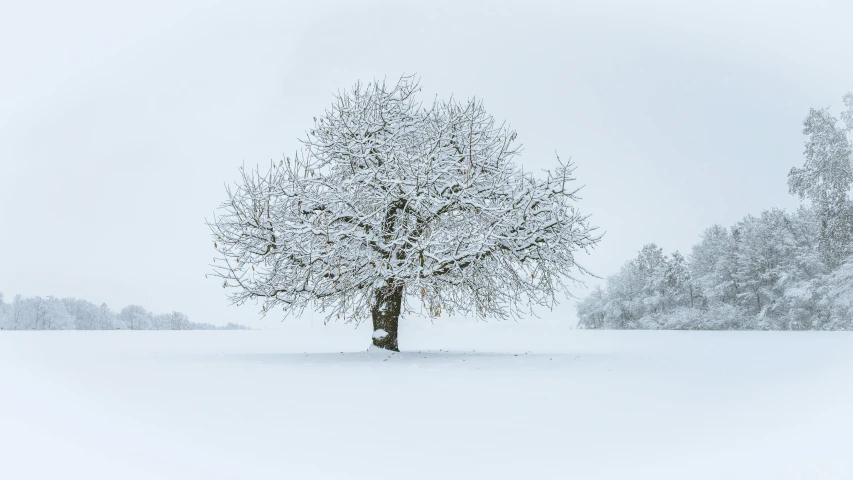 a large tree that is out in the snow