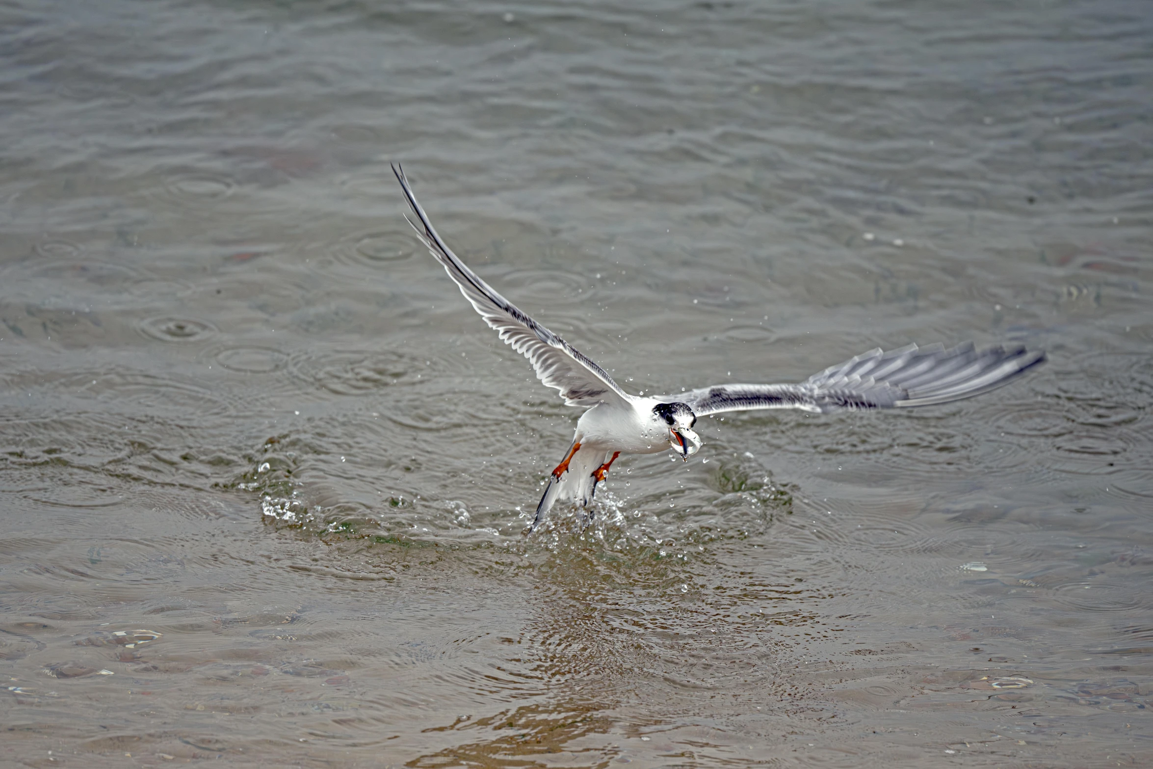 seagulls with wings extended, flying over water