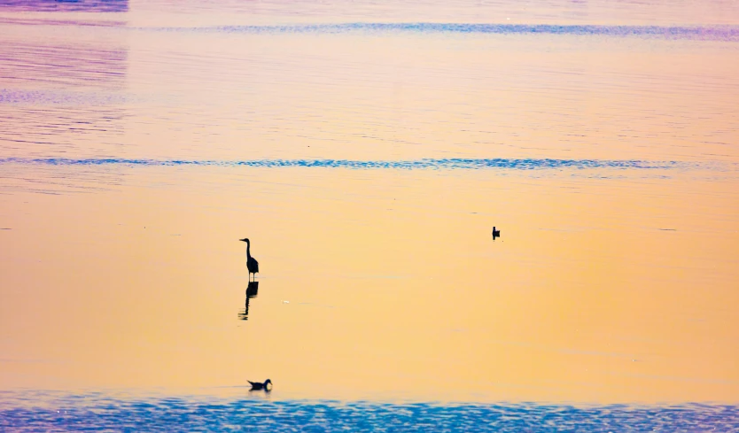 birds flying over water and a small boat