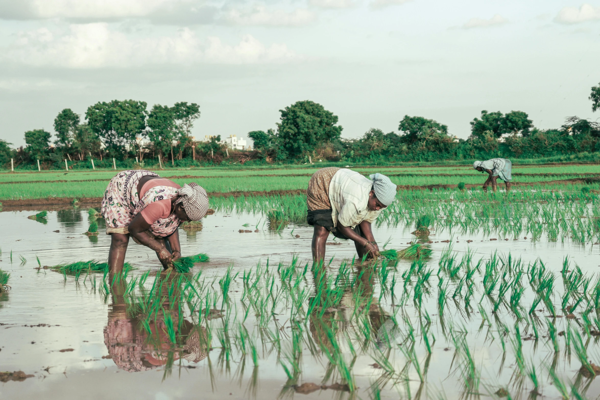 people using a small scale to plant wheat in the field