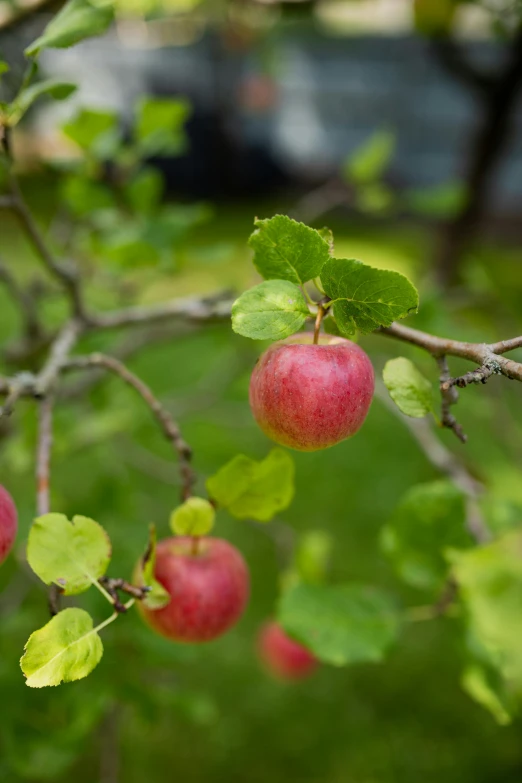 the berries on the tree are ripe and green