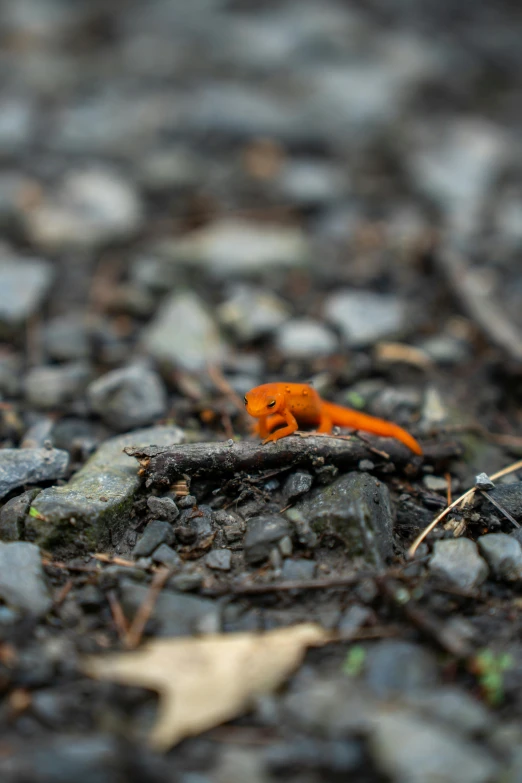 a small orange animal in the middle of a rocky area