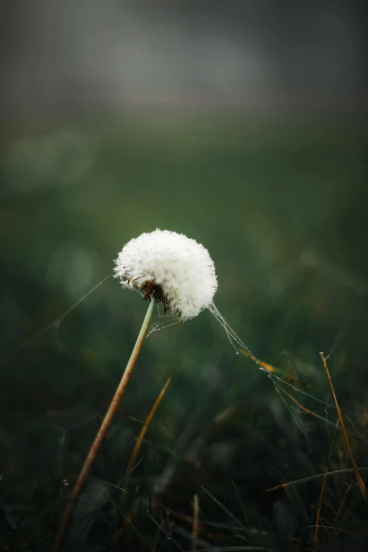 the dandelion is growing on a stem that appears to be frozen