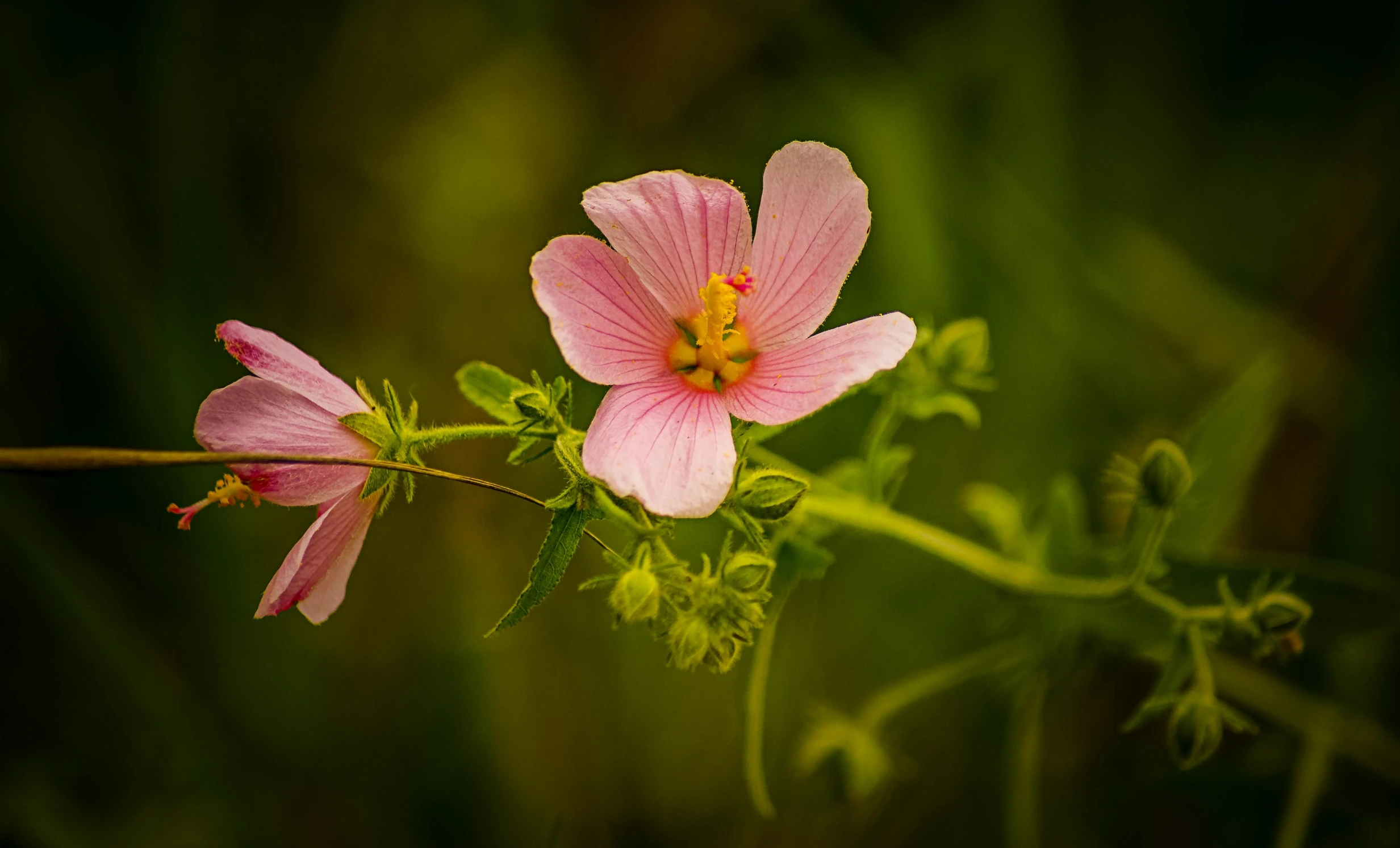 pink flowers blooming on the edge of tall grass