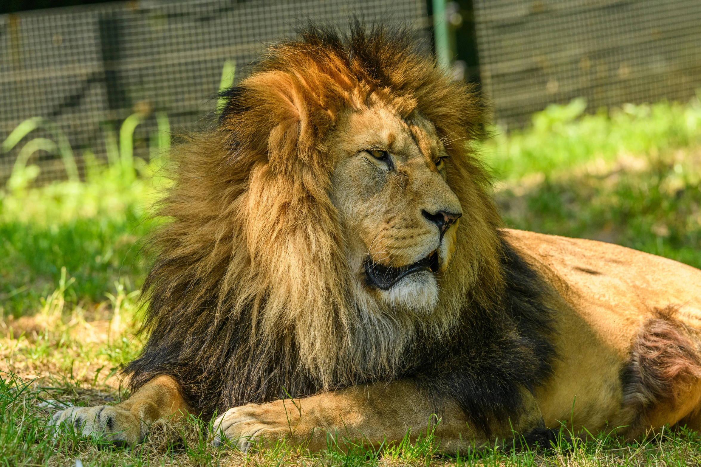 a large lion sits in the grass, looking at the camera