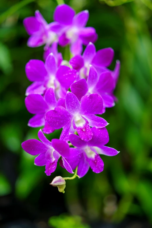 a purple flower that is blooming on the stalk