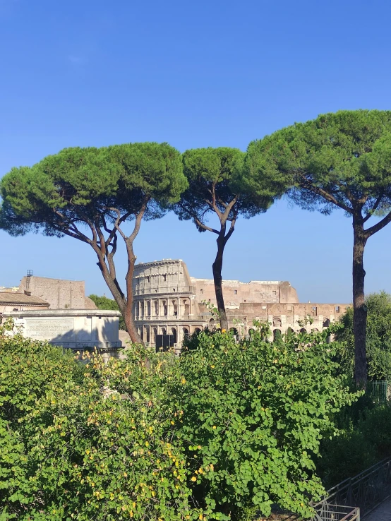 trees with small green leaves near an ancient building