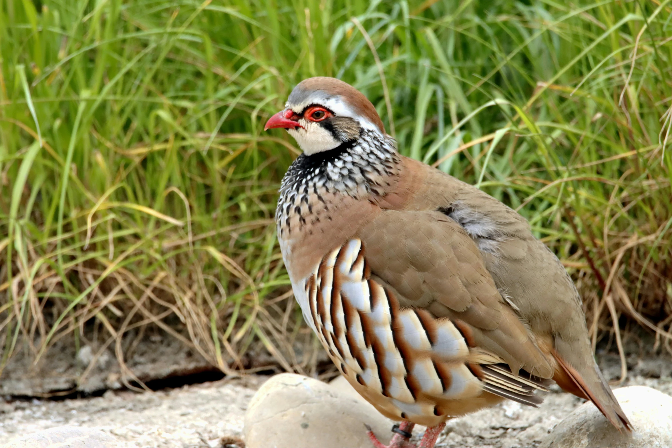 a bird with white and brown feathers standing on the sand