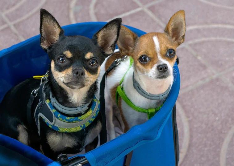 two small dogs in a bag with harnesses on