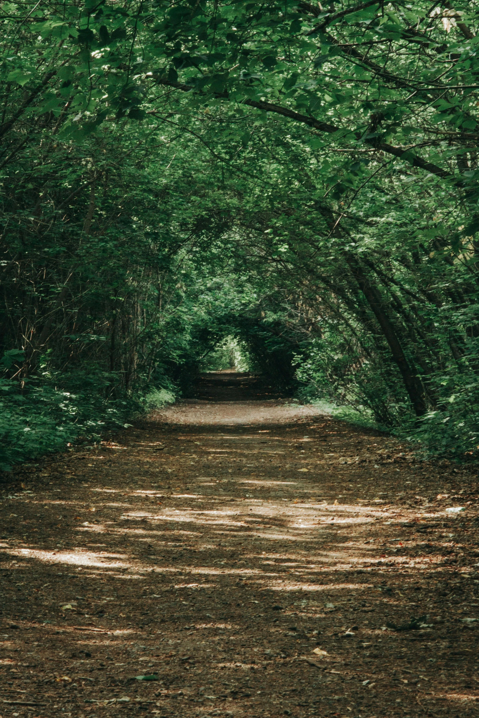 a tree lined forest path with trees on either side