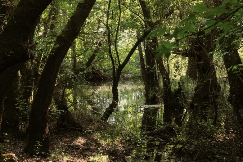 a stream running through a forest filled with trees