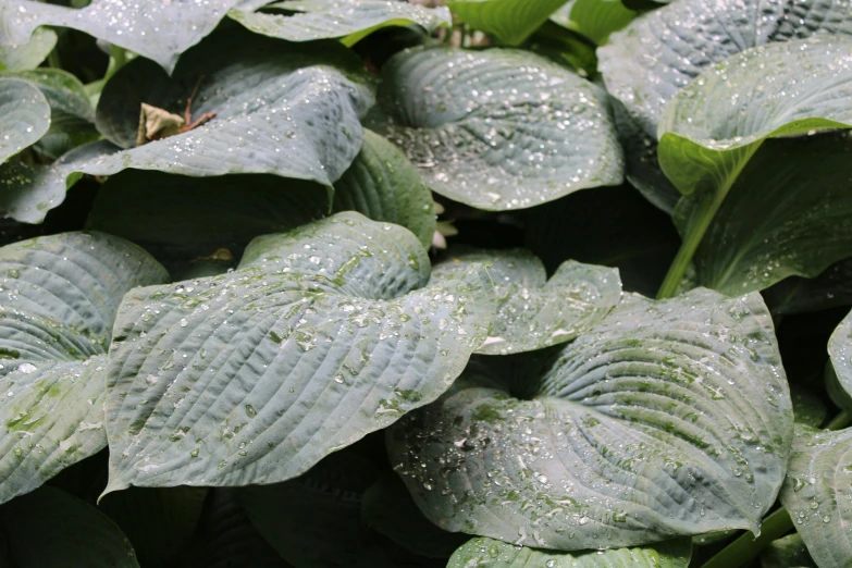 large leafy plant with lots of dew on them