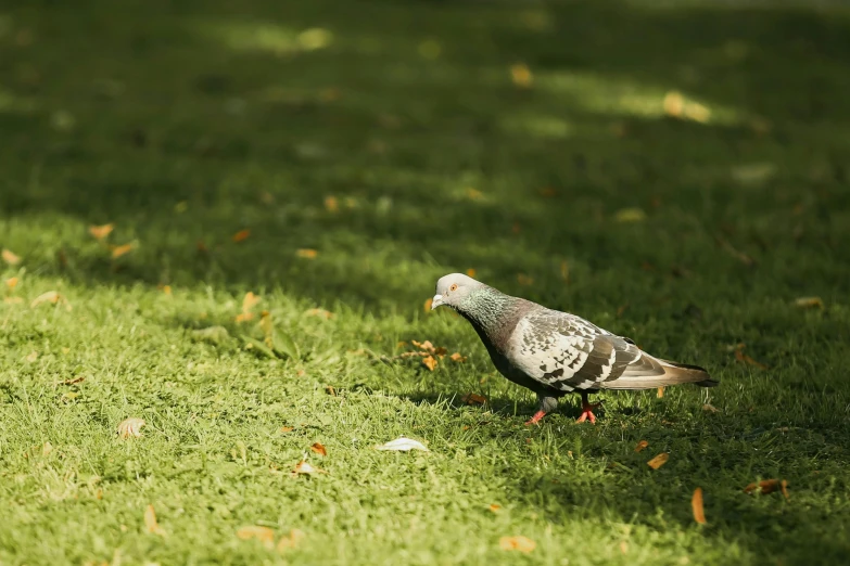 a bird stands on the green grass in a park