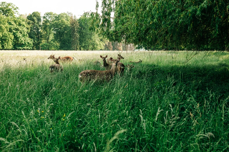 there are two deer in the tall grass