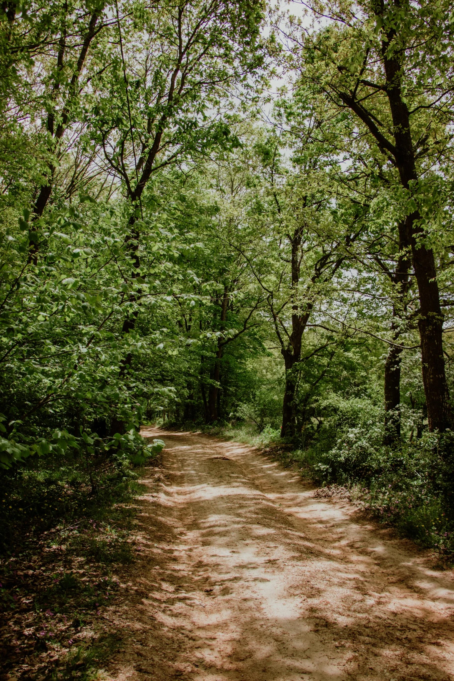 a dirt road running through some trees on the side of a hill