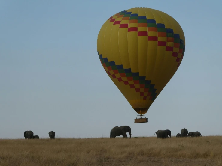 several elephants are standing outside in a field while a  air balloon is flying over them