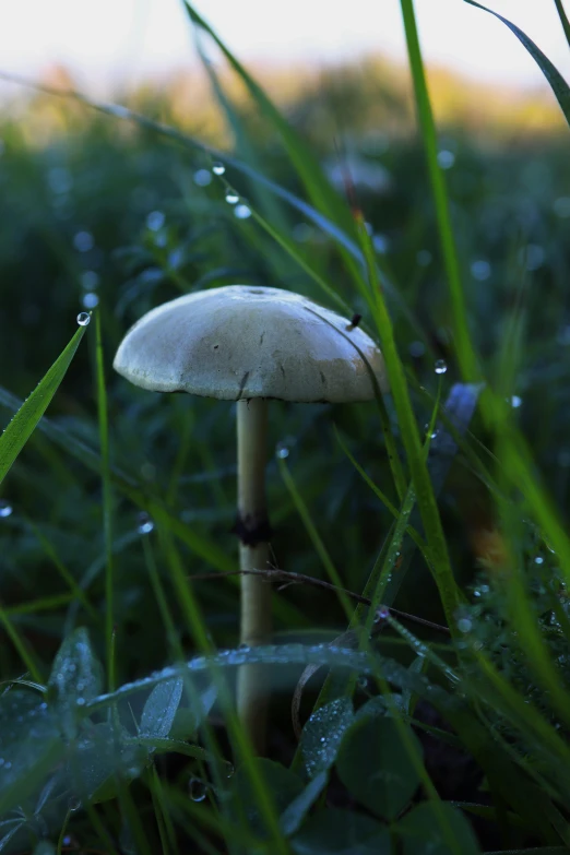 a mushroom with one single stem on the grass