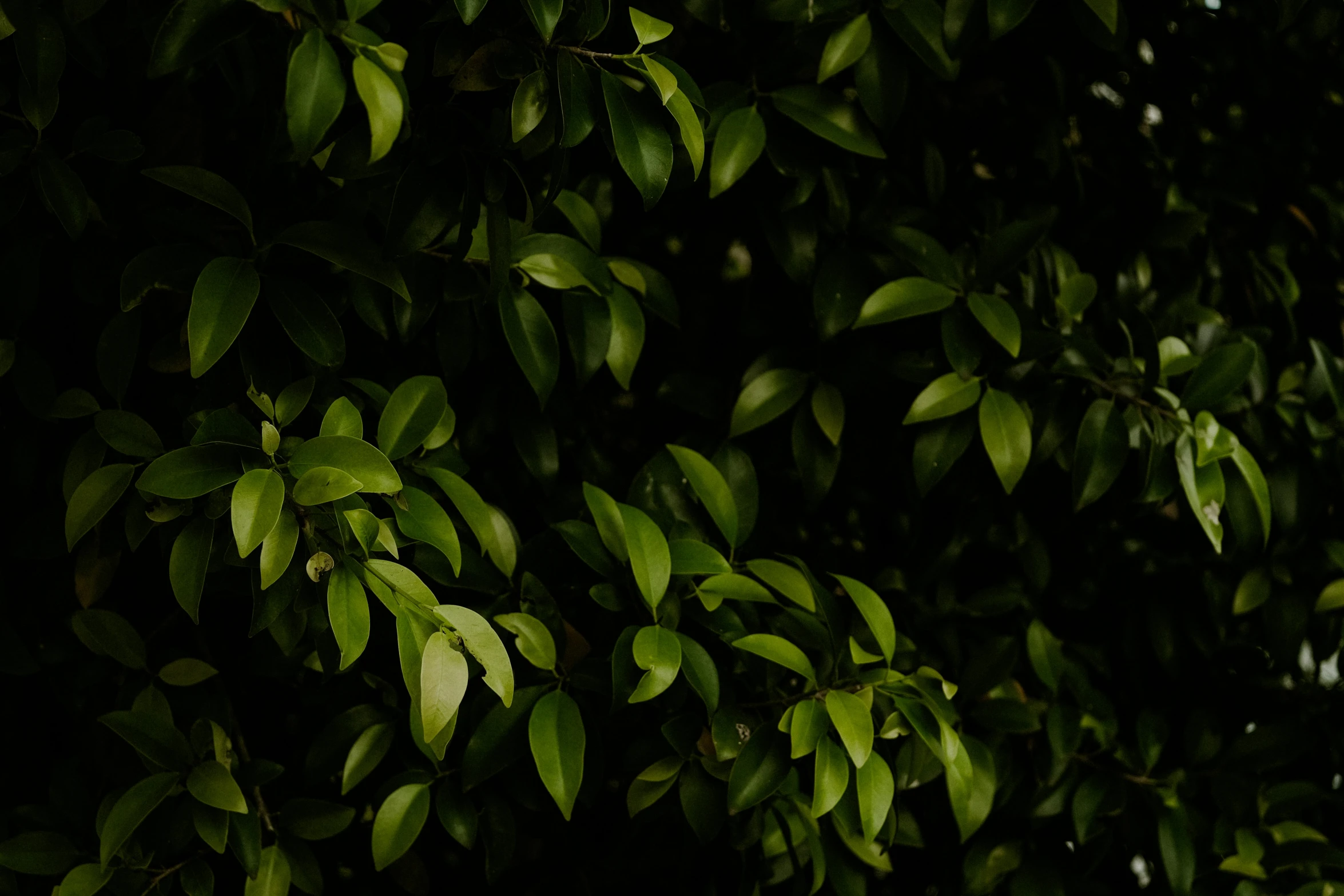 some very pretty leafy trees by a building