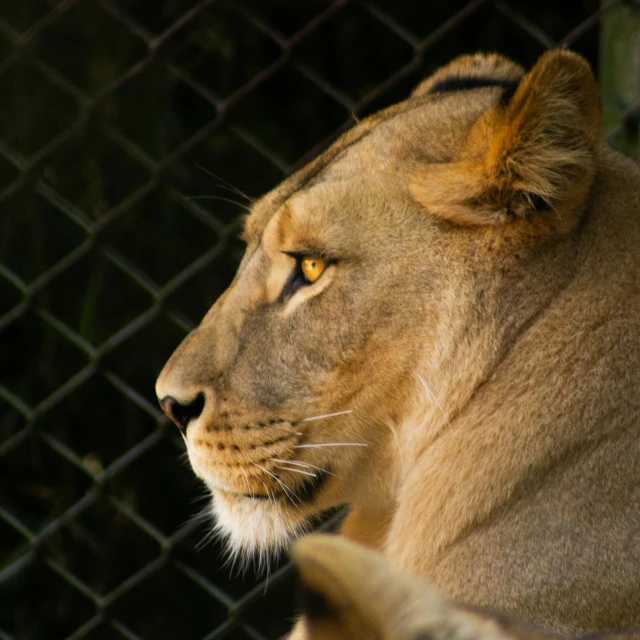 a lion is pictured standing behind a fence