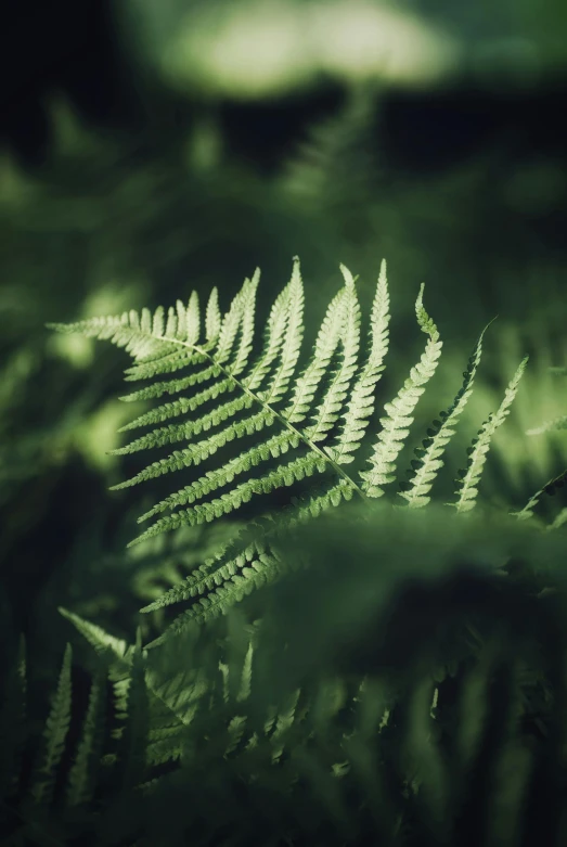 ferns are growing and blurry as it moves along