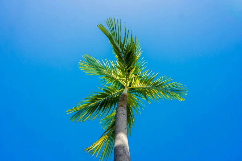 a palm tree standing against a blue sky