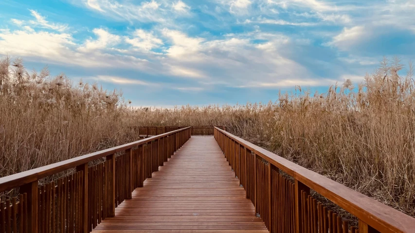 a long wooden bridge with tall plants growing around it