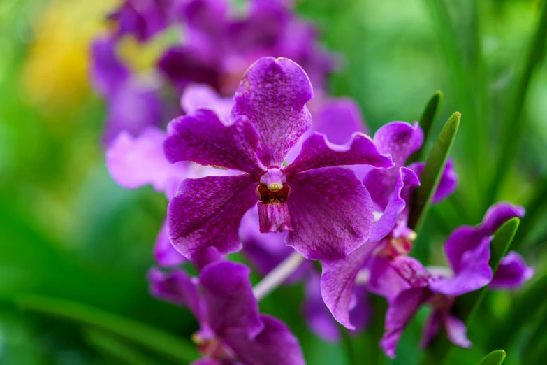 a close up image of several purple orchid flowers