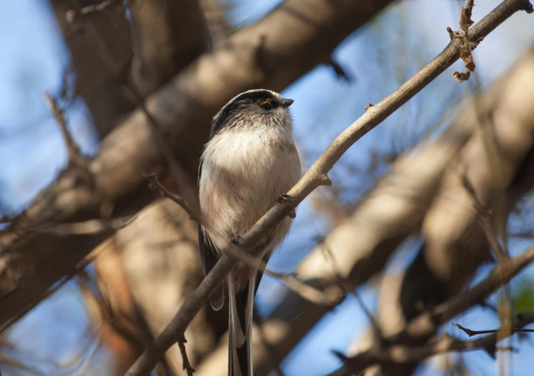 a grey and white bird perched on a nch