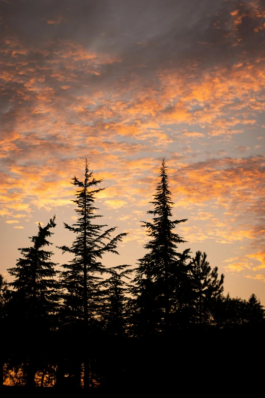 a group of pine trees are silhouetted against an orange and blue sky