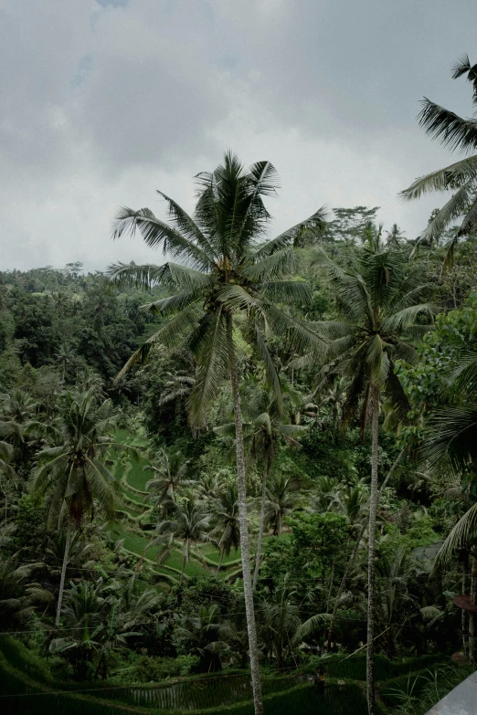 a green forest with several palm trees on the right side