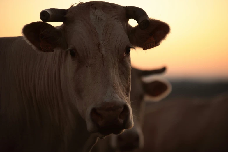 two cows standing side by side next to each other