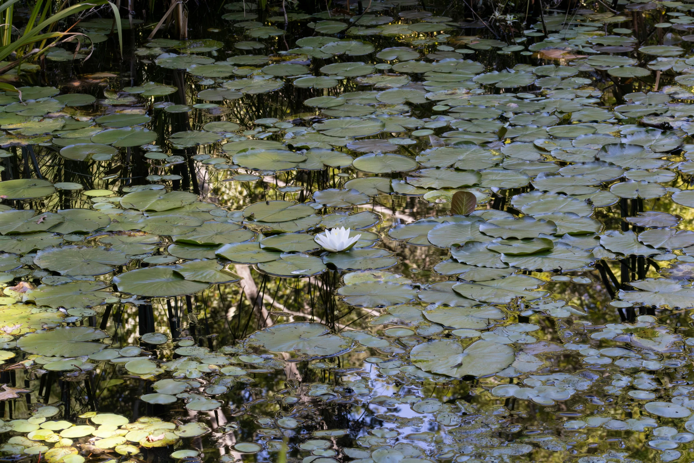 a big pond filled with lots of water lilies