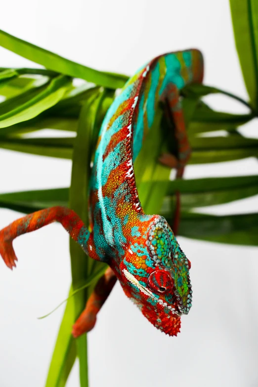 the lizard is perched on top of the green plant