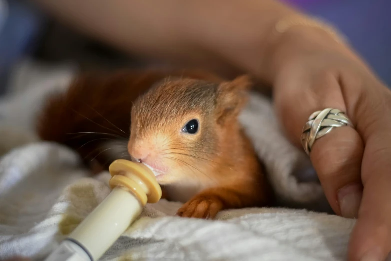 a squirrel being fed an infant animal with a bottle