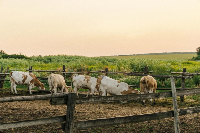 three cows are standing in the dirt in a pen