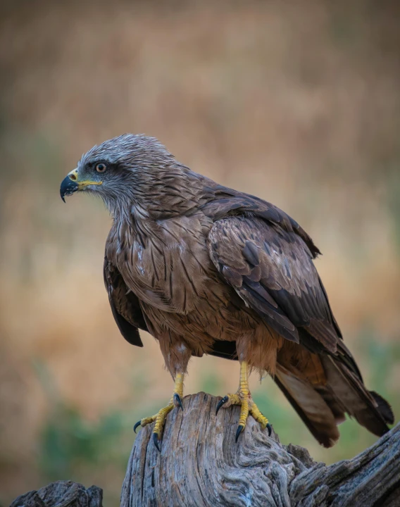 a brown bird sitting on top of a wooden post