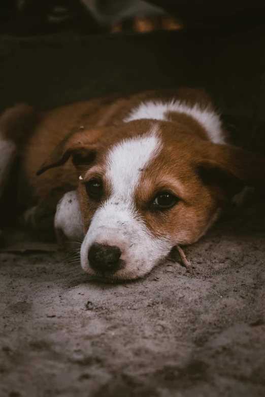 a small brown and white dog lays on the concrete