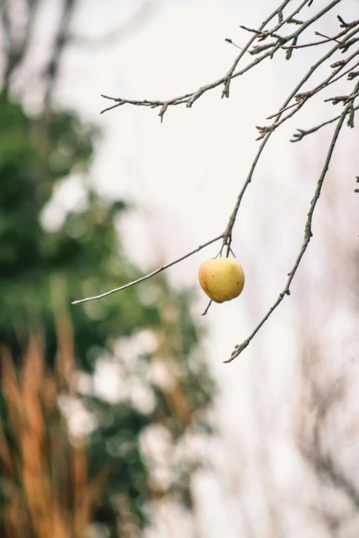 a tree has fruit hanging from it, and another apple is still in the tree