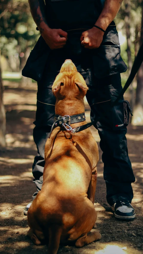 a person standing with a dog wearing a leash on their lap