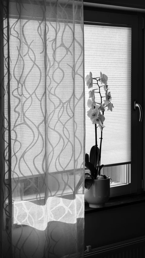 an orchid plant sitting in front of the window sill